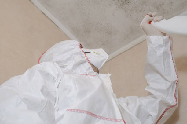 Best Attic Mold Remediation in Harvey, ND