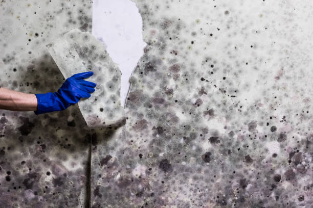 Best Attic Mold Remediation in Harvey, ND