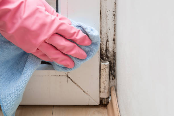  Harvey, ND Mold Removal Pros